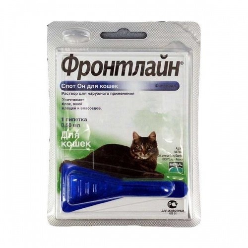 Черный Кот Интернет Магазин Для Животных Черный Кот Интернет Магазин Для Животных